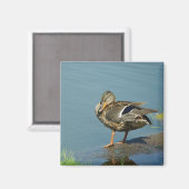 Magnet de canard (Recto/Verso)