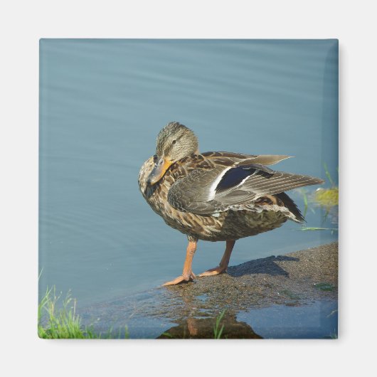 Magnet de canard (Devant)