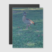 Magnet de canard (Devant / Derrière)