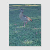 Magnet de canard (Devant)