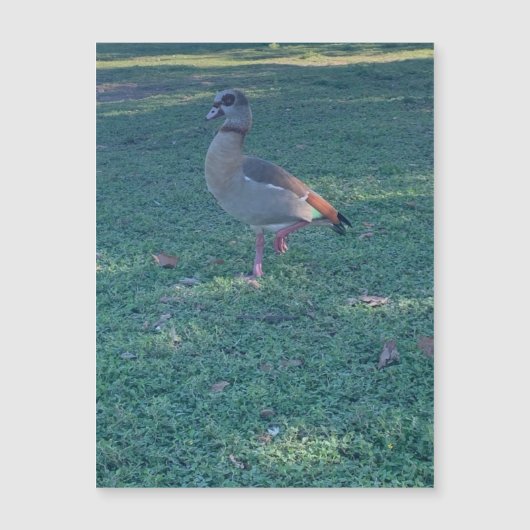 Magnet de canard (Devant)