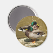 Magnet de canard (Recto/Verso)