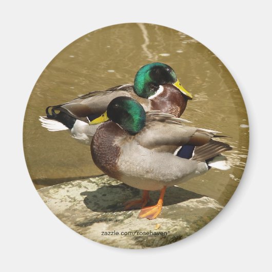 Magnet de canard (Devant)