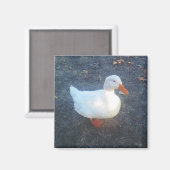Magnet de canard (Recto/Verso)