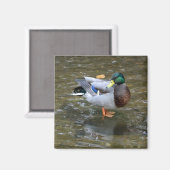 Magnet de canard à colard (mâle) (Recto/Verso)