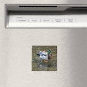 Magnet de canard à colard (mâle) (In Situ (Lave-vaisselle))