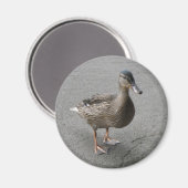 Magnet de canard en patte drôle (Recto/Verso)