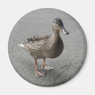 Magnet de canard en patte drôle