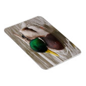 Magnet de canard mâle (Côté Droit)