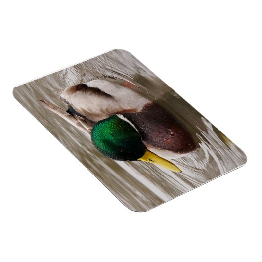 Magnet de canard mâle (Côté Droit)