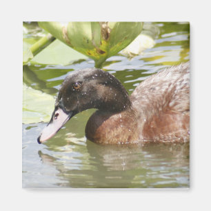 Magnet de Carré photo Brown Canard