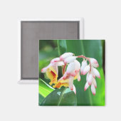 Magnet de Carré photo Shell Ginger (Recto/Verso)