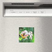 Magnet de Carré photo Shell Ginger (In Situ (Lave-vaisselle))
