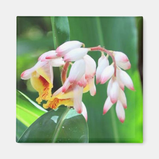 Magnet de Carré photo Shell Ginger (Devant)