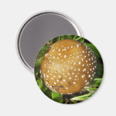 Magnet de champignons Casquettes panthère (Recto/Verso)