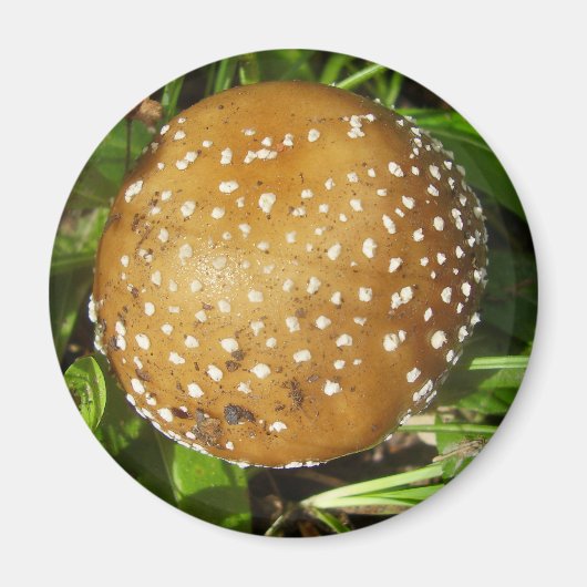 Magnet de champignons Casquettes panthère (Devant)