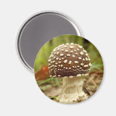 Magnet de champignons Casquettes panthère (Recto/Verso)