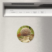 Magnet de champignons Casquettes panthère (In Situ (Lave-vaisselle))