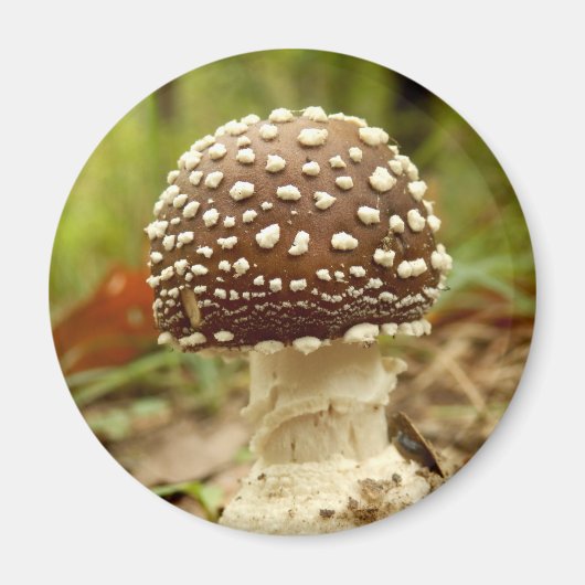 Magnet de champignons Casquettes panthère (Devant)