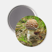 Magnet de champignons Casquettes panthère (Recto/Verso)