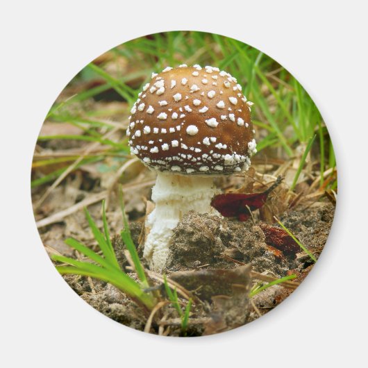 Magnet de champignons Casquettes panthère (Devant)