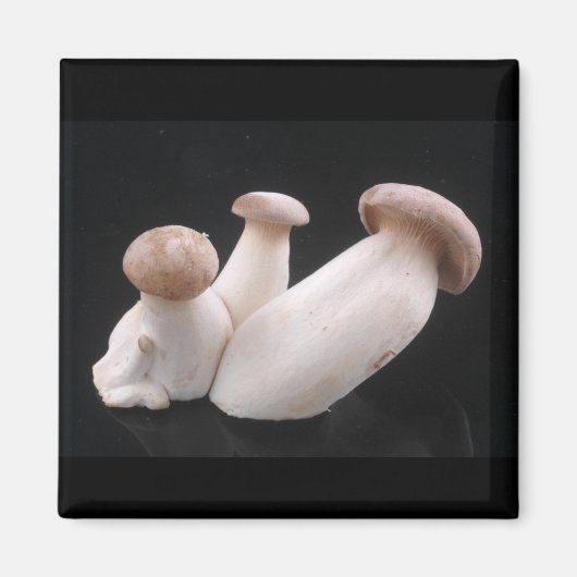Magnet de champignons de trompette royale (Devant)