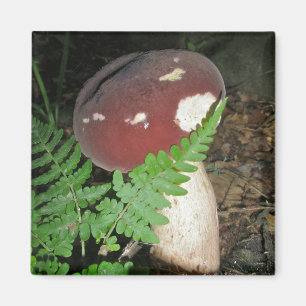 Magnet de champignons de velours