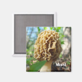 Magnet de champignons Morel (Recto/Verso)