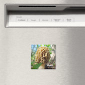 Magnet de champignons Morel (In Situ (Lave-vaisselle))