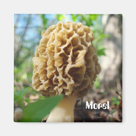 Magnet de champignons Morel (Devant)