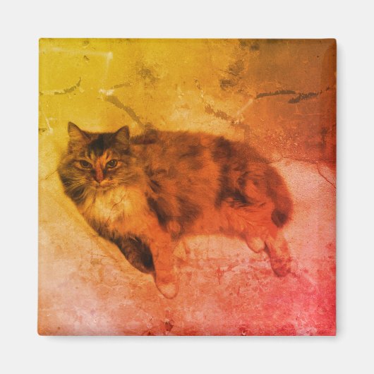 Magnet de chat Calico (Devant)