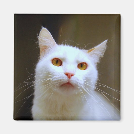 Magnet de chat de Van turc (Devant)
