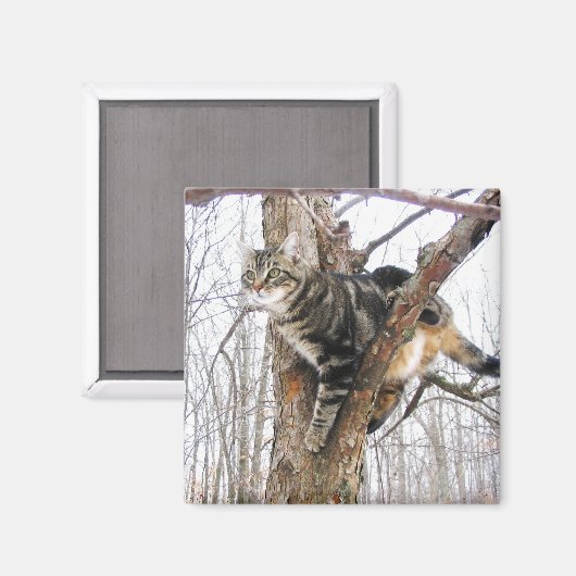 Magnet de chat Tabby (Recto/Verso)