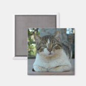 Magnet de chat tabby et blanc (Recto/Verso)
