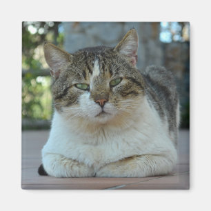 Magnet de chat tabby et blanc