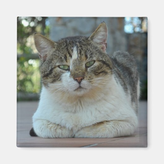 Magnet de chat tabby et blanc (Devant)