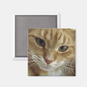 Magnet de chat Tabby orange (Recto/Verso)