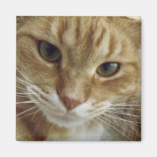 Magnet de chat Tabby orange (Devant)