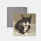 Magnet de chat Tuxedo (Recto/Verso)