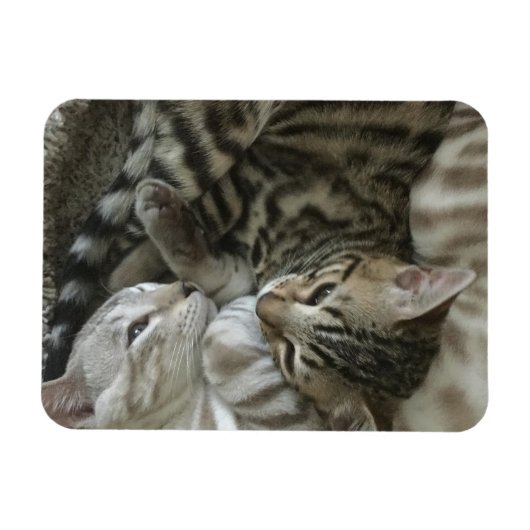 Magnet de chatons du Bengale (Horizontal)