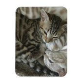 Magnet de chatons du Bengale (Vertical)