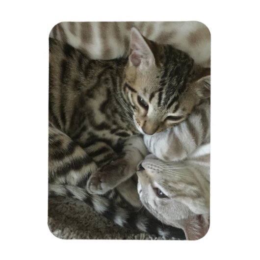 Magnet de chatons du Bengale (Vertical)