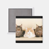 Magnet de chats de Maine (Recto/Verso)