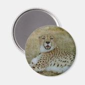 Magnet de Cheetah (Recto/Verso)