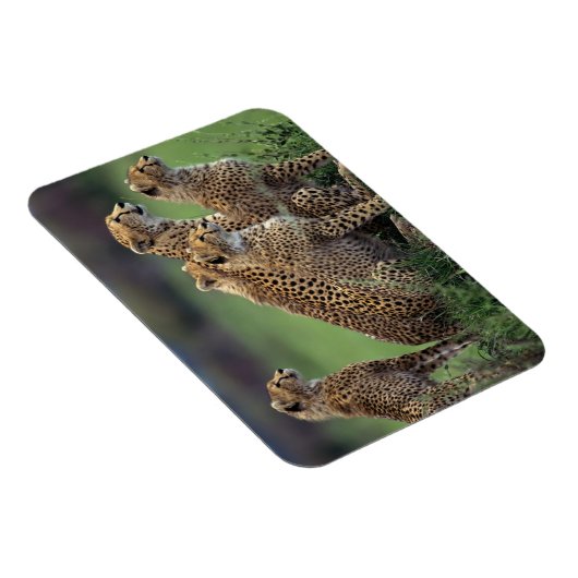 Magnet de Cheetahs (Côté Droit)