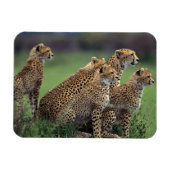 Magnet de Cheetahs (Horizontal)