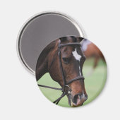 Magnet de cheval arabe mignon (Recto/Verso)
