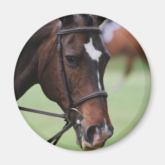 Magnet de cheval arabe mignon (Devant)
