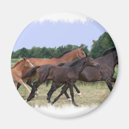 Magnet de Chevaux sauvages (Devant)