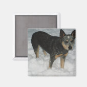 Magnet de chien de bétail australien (Recto/Verso)